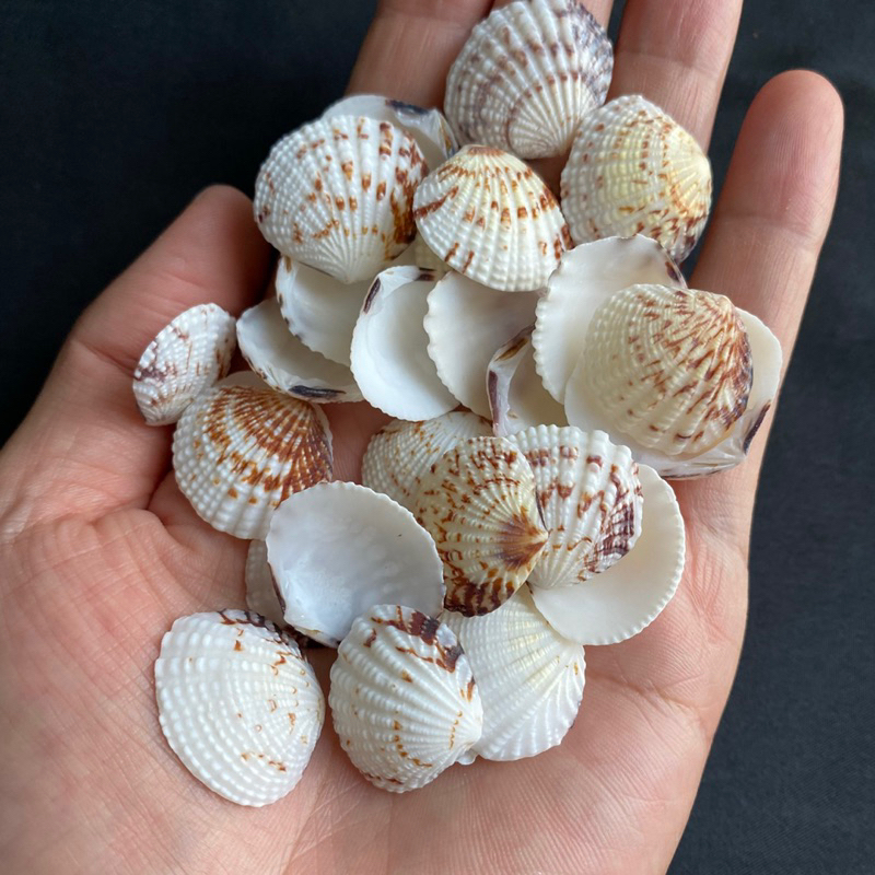 เปลือกหอยลายจุดสีน้ำตาลขนาดเล็ก 50g XIAO HUA YING สำหรับตกแต่งสวน size:2-3cm