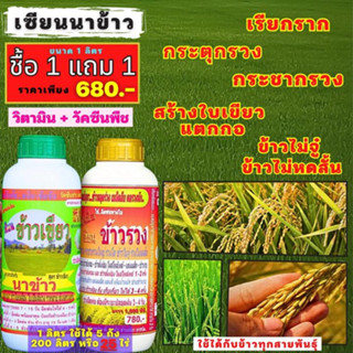 เซียนนาข้าว 1 แถม 1 ฮอร์โมนข้าว ฉีดพ่นทางใบ  เรียกราก กระตุกรวง กระชากรวง สร้างใบเขียว แตกกอ ข้าวไม่หดสั้น