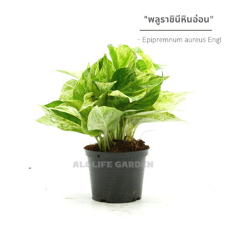 พลูราชินีหินอ่อน Epipremnum aureus Engl กถ 4 นิ้ว