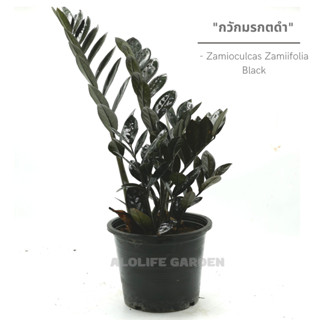 กวักมรกตดำ Zamioculcas Zamiifolia Black กถ.8 นิ้ว