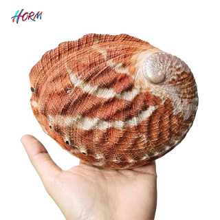 (15-17 cm.) เปลือกหอยเป๋าฮื้อ สีแดง Abalone Shell หอยอะบาโลน ไม่รวมขาตั้ง