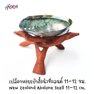 (11-12 cm.) เปลือกหอยเป๋าฮื้อนิวซีแลนด์ สีเขียว New Zealand Abalone Shell หอยอะบาโลน ไม่รวมขาตั้ง