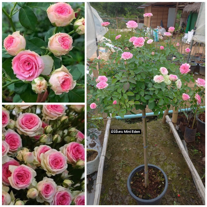 กุหลาบ-ทรีโรสมินิอีเดน Tree Rose Mini Eden  พุ่มเตี้ย ดอกเยอะ เลี้ยงง่าย