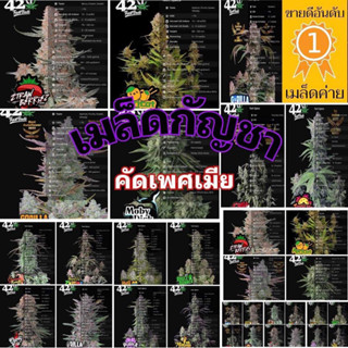 ✅เมล็ดกัญชาค่าย42✅ออโต้/โฟโต้ สินค้ารับประกันการงอก ไม่งอกเครมฟรี แถมฟรีปุ๋ยฮอร์โมนเร่งโต เร่งราก