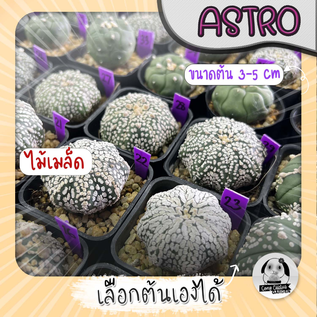 ต้นแอสโตร (เลือกต้นได้) ไม้เมล็ด ( ต้นกระบองเพชร Astrophytum) ไม้เมล็ด SET ST ต้นแคคตัส