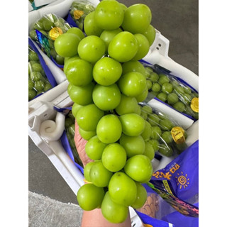 องุ่นไชมัสคัตจัมโบ้ พรีเมียม ตะกร้า 3-4 ช่อ