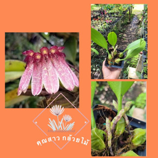 กล้วยไม้สิงโต ลองจีสฟลอรัมBulbophyllum longiflorum 📌ตัวนี้ได้จากเวียดนามหายาก