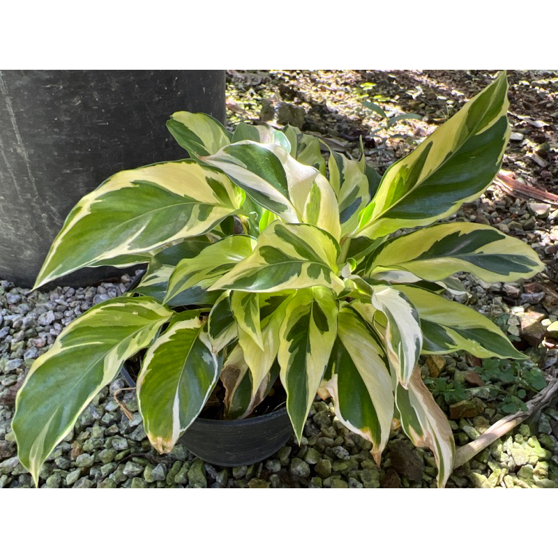 คล้าไทยบิวตี้ Calathea ‘Thai beauty’ กระถาง 4 หรือ 6 นิ้ว กอใหญ่