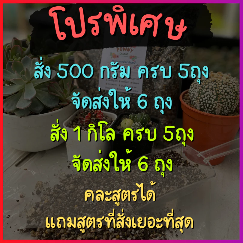 ดินปลูกแคคตัส ดินผสมพร้อมปลูก  ดินปลูกบอนสี ไม้ด่าง ไม้ฟอกอากาศ กระบองเพชร ดินปลูกไม้อวบน้ำ cactus thumbnail 3