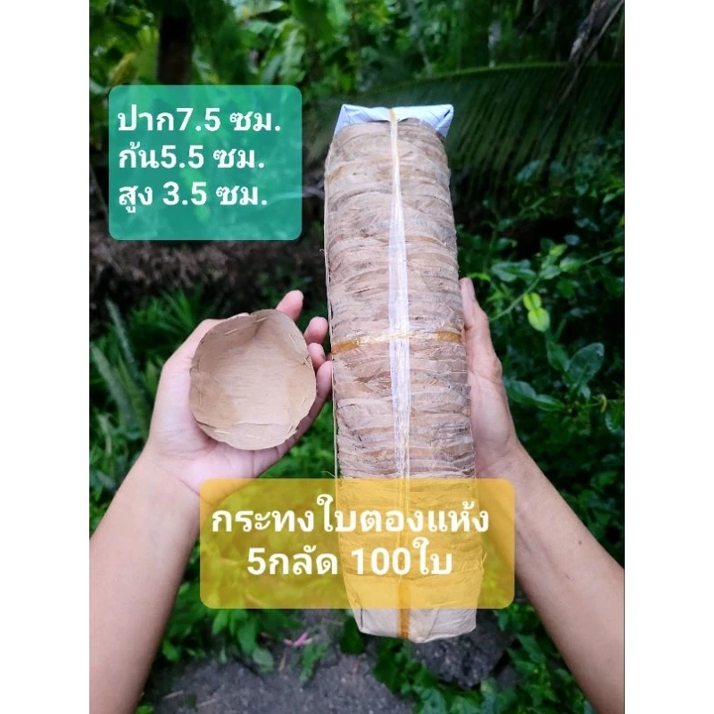 《พร้อมส่ง》กระทงใบตองแห้ง 5กลัด 100ใบ