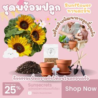 ☀️sunsecrets🍀 ชุดพร้อมปลูกเมล็ดดอกทานตะวัน(Sunflower)