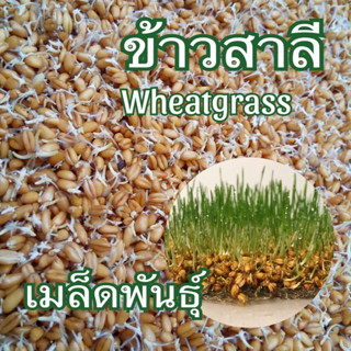 เมล็ดต้นอ่อนข้าวสาลีงอก 1 ขีด เมล็ดพันธุ์ ข้าวสาลี เมล็ดเพาะต้นอ่อน เมล็ดข้าวสาลี หญ้าแมว เมล็ดนำเข้า