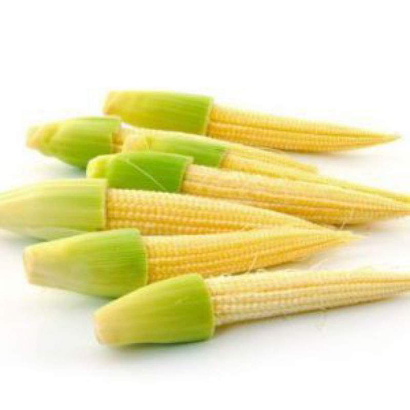 เมล็ดพันธุ์ข้าวโพดฝักอ่อน 40 เมล็ด(5แถม1คละได้)