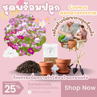 ☀️sunsecrets🍀 ชุดเพาะเมล็ดคอสมอสหรือดาวกระจาย(Cosmos flowers)