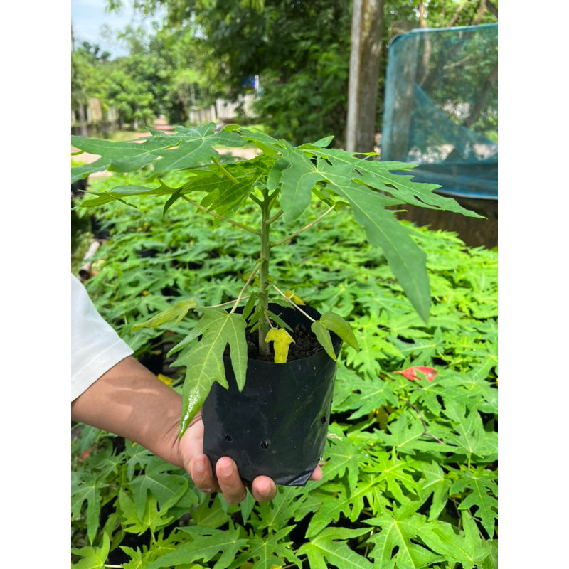 ( พร้อมส่ง 🚚 ) 🟠🌳 ต้นมะละกอเตี้ยชุมแพ ลูกใหญ่ ผลดก ทำส้มตำกรอบ สุกหวานหอม ปลูกง่าย โตไว ทนแล้ง พร้อมปลูก‼️