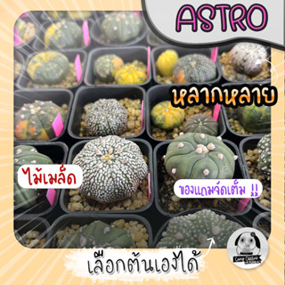 ต้นแอสโตร (เลือกต้นได้) ไม้เมล็ด ( ต้นกระบองเพชร Astrophytum) ไม้เมล็ด Set P🌵ต้นแคคตัส❤️