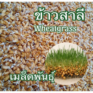 เมล็ดพันธุ์ข้าวสาลี 1 กิโลกรัม เพาะต้นอ่อน อัตราการงอกสูง