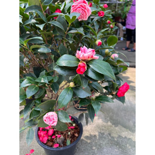 Camellia #คามิเลีย #คาเมลเลีย 1ต้นสองสี แดง&amp;ชมพูสูง80-120cmบานในไทยตอนนี้ดอกตูมกำลังบานรอบใหม่