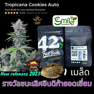 เมล็ดกัญชา Tropicana Cookies (Auto) - Fastbuds ใหม่ล่าสุด!!