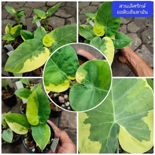 ออดิบ ด่างเหลือง อันดามัน(Leucocasia gigantea yellow variegated)กระถางจิ๋ว.เลือกดูตามภาพด้านล่าง