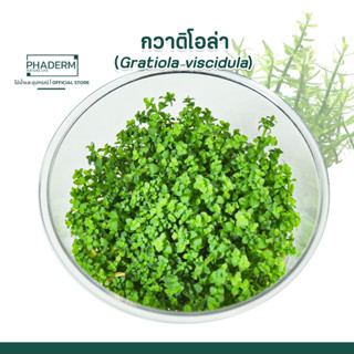 เนื้อเยื่อต้น กวาติโอล่า (Gratiola viscidula) ต้นไม้น้ำ ไม้ข้อสีเขียว เลี้ยงง่าย