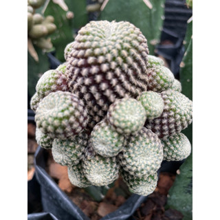 sulcorebutia langeri ดอกเหลือง หน่อเด็ดสด