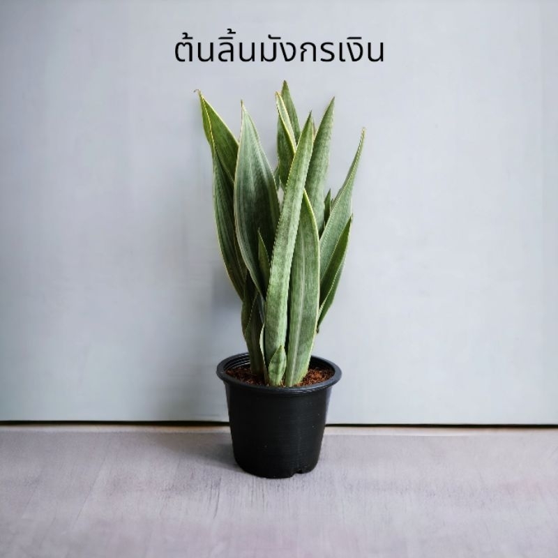 🍀ต้นลิ้นมังกรเงิน ฟอร์มกอ ไม้ฟอกอากาศ ความสูง 40-60ซม.  (จัดส่งพร้อมกระถาง)