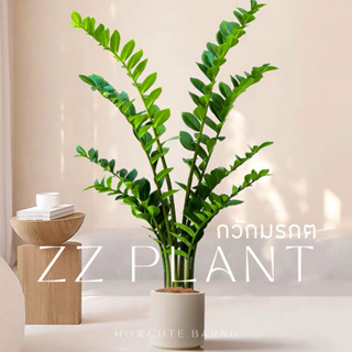 [ไซส์75พร้อมส่ง/ไซส์อื่นพรี14วันค่ะ]🌿ZZ PLANT ต้นกวักมรกตปลอม งานสวยเหมือนจริง แต่งบ้านสวยมาก เป็นต้นไม้มงคลสายมูควรมี