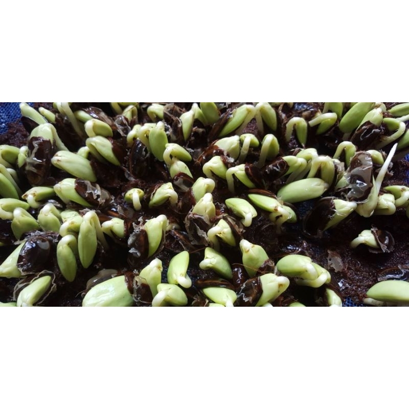 เม็ดเหรียง1กิโลกรัม งอกดี เม็ดสวย เม็ดแห้ง แก่จัด เก็บใหม่ทุกปี จังหวัดประจวบคีรีขันธ์