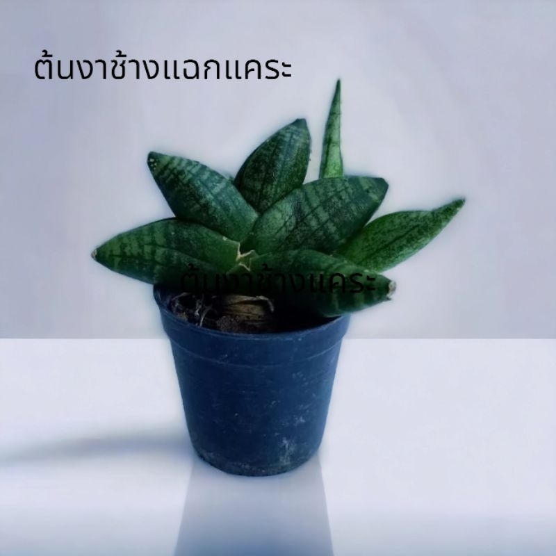 ต้นงาช้างแฉกแคระ ความสูงประมาณ 3-5ซม. (จัดส่งพร้อมกระถาง)
