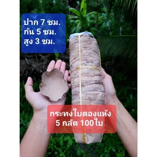 《พร้อมส่ง》กระทงใบตองแห้ง 5กลัด 100ใบ