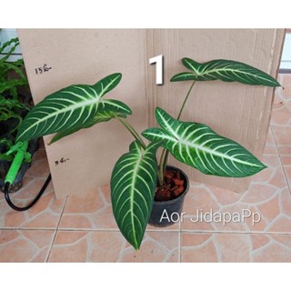 🌲ต้นซันโตโซม่า🌲Xanthosoma🌲