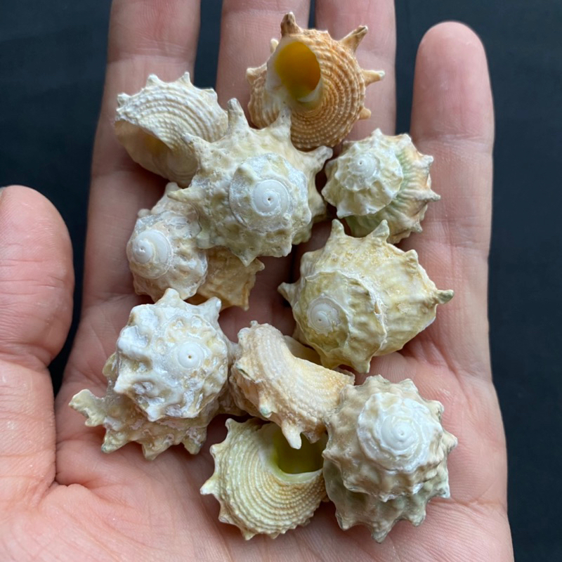 เปลือกหอยม้าน้ำ Seven star seahorse snail shell 50g 2-3.5cm qi