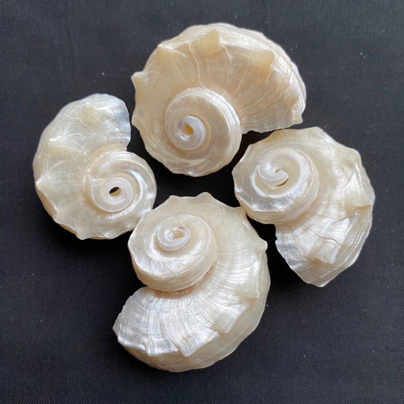 เปลือกหอยม้าน้ำสีเงิน 50g SILVER SEAHORSE Shell 3-5cm