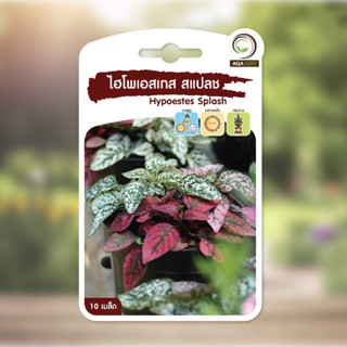 ละอองดาว เมล็ดพันธุ์ละอองดาว ไฮโพเอสเทส (HYPOESTES) หลายสายพันธุ์ หลากสีในซองเดียว ไม้ใบ ไม้ประดับ ไม้ด่าง