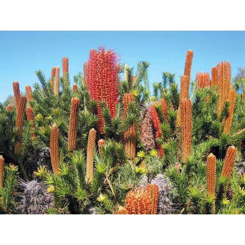 Banksia spinulosa🍁ต้นไม้ออสเตเรีย🍁เมล็ดพันธุ์50เมล็ด สวยงาม