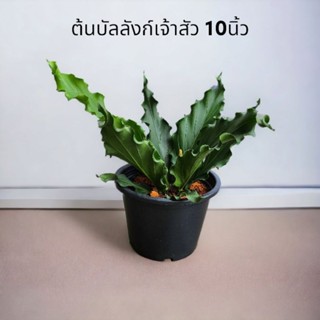 🪴ต้นบัลลังก์เจ้าสัว พร้อมกระถาง10นิ้ว