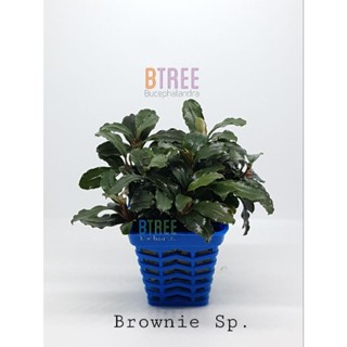 บูเซป Bucephalandra Brownie SP. ไม้น้ำสุดคลาสสิค