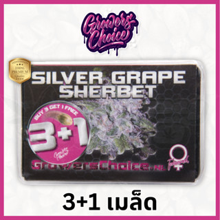 Silvergrape Sherbet (Photo) - Growers Choice เมล็ดกัญชา นำเข้าแท้100% เมล็ดเพศเมีย