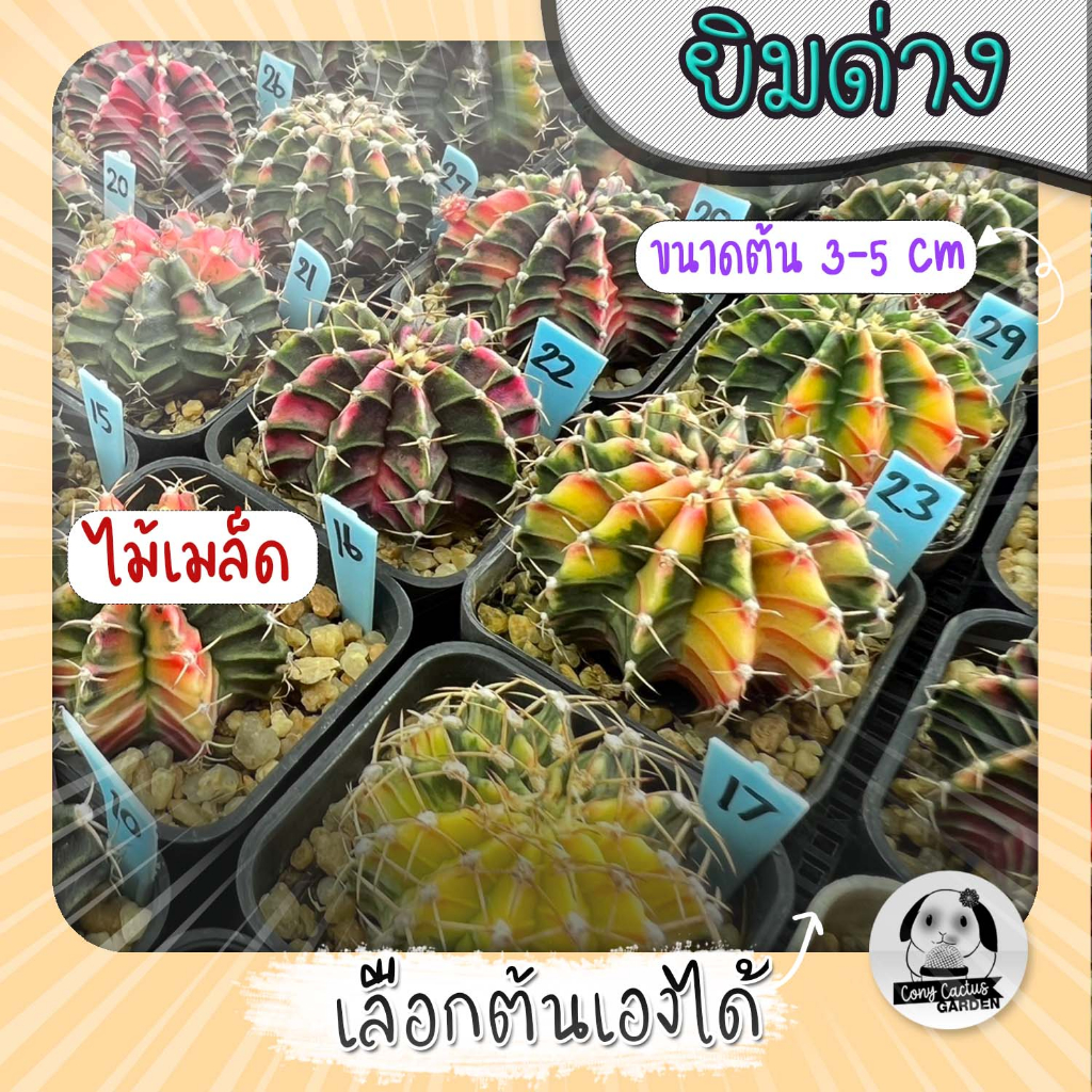 ต้นยิมโนด่าง เลือกต้นได้ LBHBด่าง SET SLB (gymnocalycium) - กระบองเพชร ราคาถูก แคคตัส