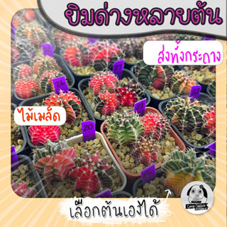 ต้นยิมโนด่างหลายต้น เลือกต้นได้ LBHBด่าง (gymnocalycium) set PP - กระบองเพชร ราคาถูก🌵แคคตัส🌵