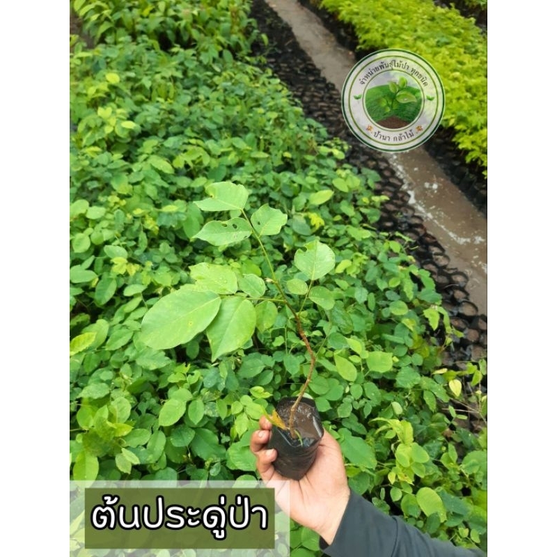 ต้นประดู่ป่า ✨️ราคาถูก ต้นสวยแข็งแรง *ไม้ป่าเศรษฐกิจ ❗️สินค้าเสียหายระหว่างการขนส่งเครมฟรี❗️
