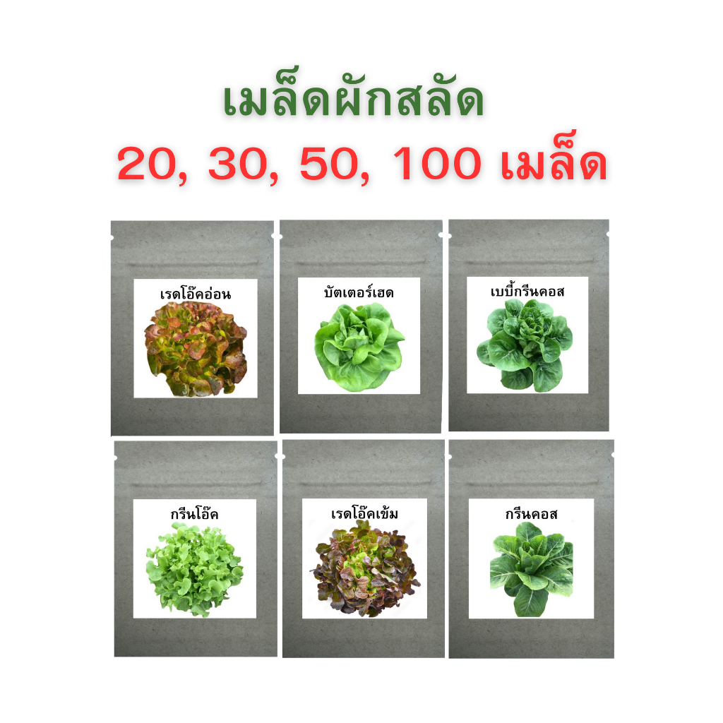 เมล็ดผักสลัด 20, 30, 50, 100 เมล็ด เมล็ดพันธุ์ผักสลัด 6 ชนิด