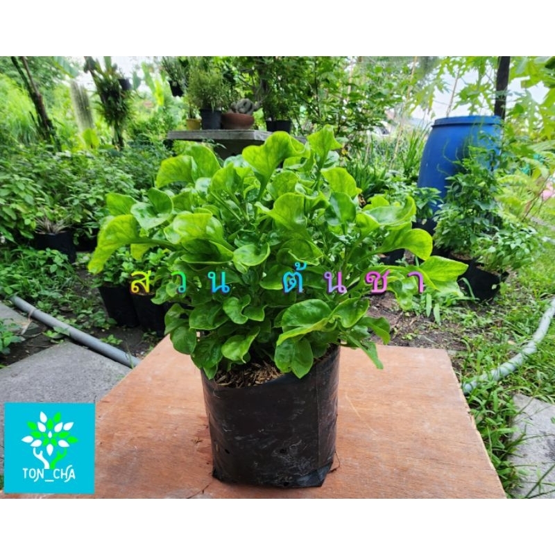 วอเตอร์เครส ออร์แกนิค ปลูกแบบอินทรีย์ ผักสลัด