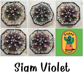 Siam Violet  ยิมโนด่างไม้ชำหน่อ (Gymno Mihano “Siam Violet “ Ownroot ) กระถาง 2 นิ้ว แคคตัส กระบองเพรช จัดส่งทั้งกระถาง