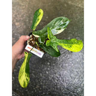 กุ้งด่าง ก้ามกุ้งด่าง philodendron florida beauty var. ไม้ด่าง