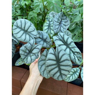 🌿อโลคาเซีย ซิลเวอร์ดราก้อน Alocasia Silver Dragon