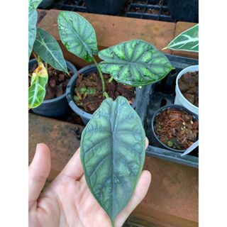 Alocasia Baginda Dragon Scale : อโลคาเซียเกล็ดมังกร