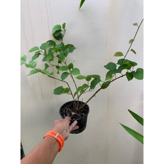 ต้นลัดดาวัลย์กระถาง  Patsorntree