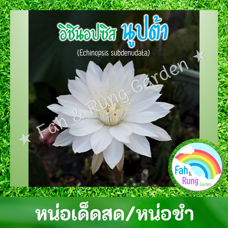 🌵🌸อิชินอปซิส ดอกสีขาวใหญ่/นูปต้า/Echinopsis subdenudata/Easter lily cactus